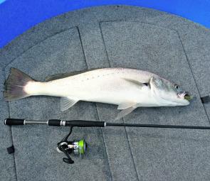 A tidy little mulloway taken while jigging a Pro Lure 130mm Fishtail in colour lime pepper.