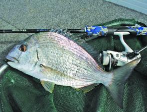 Not a normal species for Port Macquarie, this tarwhine just under 40cm was caught while chasing bream.