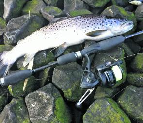 A good sized slob or resident trout from the mid reaches of the Derwent.