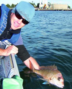 While many snapper leave the bay after spawning, resident fish tend to move closer to shore during winter.