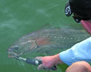 School mulloway make their presence felt in the metropolitan rivers at this time of year. 