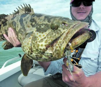 By-catches when barra fishing can include some pretty hefty cod, like the one held by angler Steve Shephard.
