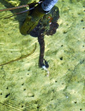 There are plenty of octopus to be found fossicking the shallows of Wallaga Lake.