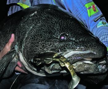 This dinosaur of a Murray cod was caught during the night on the new FX Fury Carp colour soft plastic.