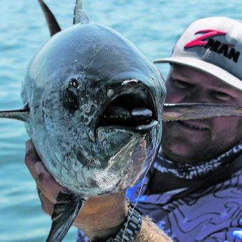Longtail tuna will be around the southern bay this month.