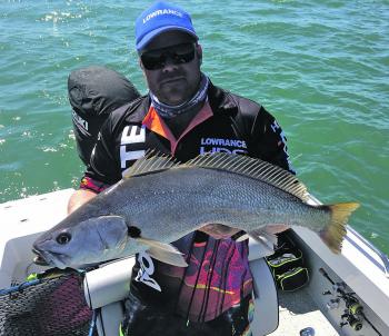 A small mulloway on ZMan 5” PaddlerZ in gold rush colour.