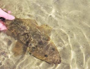 Flathead will be hanging around the edges of sand banks in and around the ski run