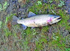 This large Eucumbene rainbow obligingly fell off the hook after capture, presenting 