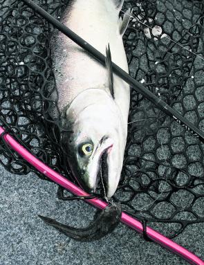 Stringer hook rigged gudgeon used to often bring big Chinook undone in the past.
