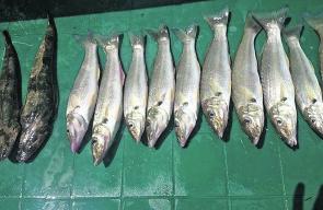 A nice haul of whiting and flathead from Windang.