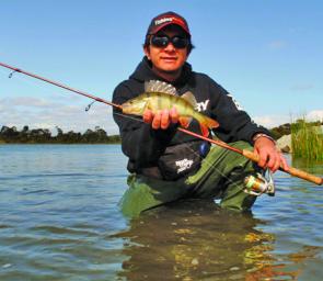 Redfin perch are great fun and are in plentiful numbers at Karkarook Park Lake at the junction of Warrigal Road and South Road.