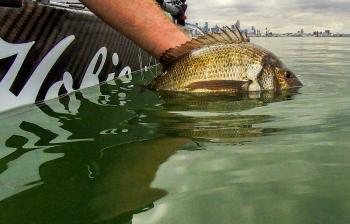 Another big Hobsons Bay bream swims free. 