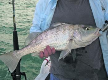 With the barra season closed, now is a good time to chase other prized species such as grunter.