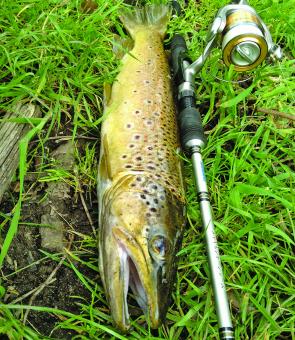 Andrew Ketelaar also caught this thumping 2.7kg pound brown trout at Blue Rock on the same day.