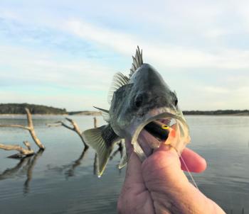 The author with a nice late autumn bass from Blue Rock Lake caught and released off the bank. When they’re feeding off the surface, poppers among other surface lures get hit hard and can be a lot of fun! 