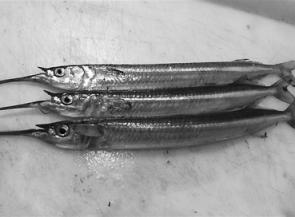Davey’s Bay has been yielding garfish of late, which make for great snapper bait or a delicious meal at home (photo courtesy Andrew Clark).