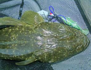 Soft plastics work a treat on flathead. This one fancied a plate-style Mumbler lure. 