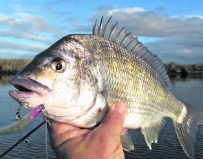 Now is the time to start working surface lures for bream like this Hurricane Switch 66 Bent Minnow. 