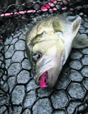 When the bass nail a lure, they don’t muck around!