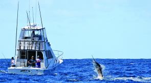 Billfish leaping for freedom! (photo by Kellie Jensen)