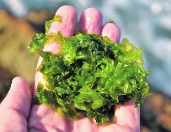 For the most part, green cabbage, more correctly known as sea lettuce, is the number one bait when targeting blackfish from the rocks.