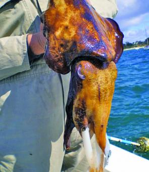 Cuttlefish are a reasonably common by-catch to all those fishing our waters for calamari. Specimens to 5kg will certainly give you a run for your money on light squid rods!