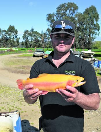 Golden trout are produced by the farm and are an amazing looking fish.