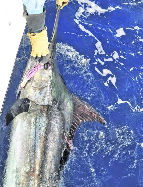 Blue marlin were fairly scarce off the Coffs coast in the past season, thanks largely to a wretched run of weather making fishing wide difficult, if not impossible. Fortunately, the inshore run of small blacks saved the day.