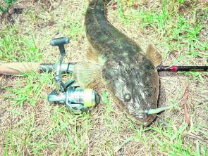 Flathead are good fish on which to hone your soft plastic skills.