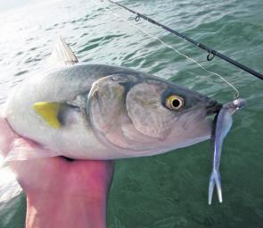 A healthy Australian salmon taken on a soft plastic off the Blythe River mouth in the kayak.