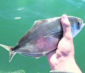 A typical-sized snotty trevally caught off the Burnie breakwall with chicken and potato.
