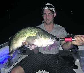 Murray cod in excess of 1m have been common this summer, probably as a result of continuing catch and release fishing.