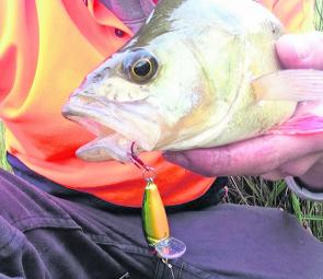 Decent redfin like this just love small hardbodied lures. Photo courtesy Jordan Cervenjak.