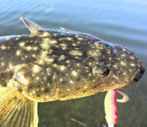 While they are not big there should be no shortage of flathead around the lakes to keep holiday makers entertained this month