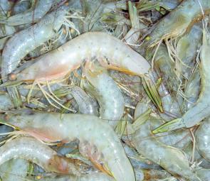 There are still plenty of prawns in the bay.