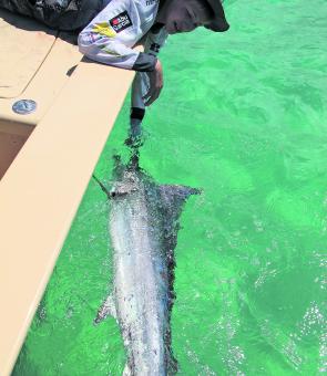 Releasing a juvenile black marlin on a northern Fraser Island flat.