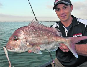 The inner reefs continue to produce plenty of pinkie snapper, as well as the odd larger specimen, for those casting soft plastics on the drift. 