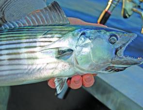 Bonito are often one of the more abundant species encountered offshore or along the rocks in January. 