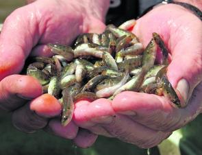 In the last three years fishing licence fees have helped fund the release of more than 2.5 million Murray cod fingerlings into Victorian waters so it makes sense to review bag and size limits occasionally.