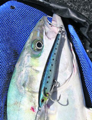 The natural finish on stickbaits such as these helps fool fussy kings in clear water. 