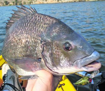 Chubby style lures are a good way to suss out the big bream.