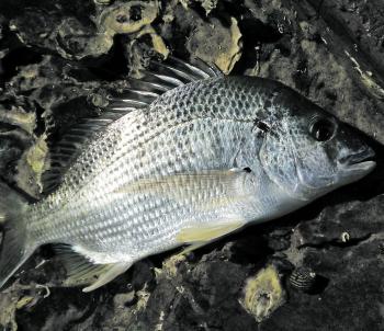 Stud bream, like this 30cm model, will be a lot more common throughout the rivers and estuaries during July.