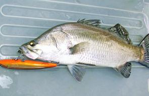 Even small barramundi will swipe at large lures like this floating Rapala X-Rap.