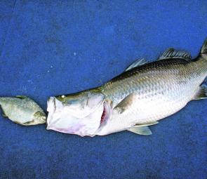 This 1m+ barramundi from Peter Faust Dam was found dead on the surface with a very large boney bream stuck in its mouth.