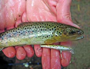 Trout can be ferocious at times. Small brown trout patterns are deadly.