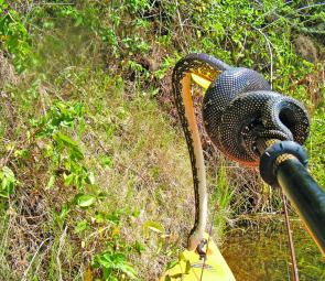 Don't rest your paddle on the bank for too long, otherwise you might get an unwanted visitor...