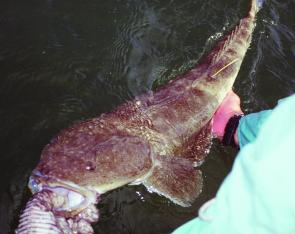 Apart from making good senses, it is the law to release large flathead over 75cm long.