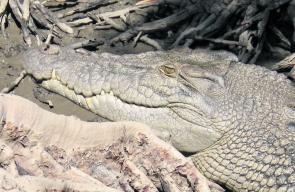 There are crocs in almost every creek and drain in the Cairns area and they are becoming bigger and more brazen with time. This 3m croc was less than 500 metres from houses soaking up some sun.