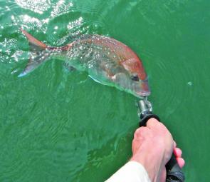 This pan size snapper was released to fight another day.