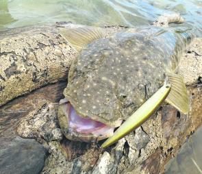 This good-sized flathead took an OSP jerkbait fished across some flats on the Tweed.
